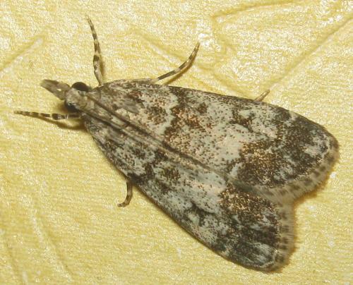 Réf. 246 696 : Eudonia sp.